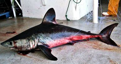 Lamna nasus010.jpg